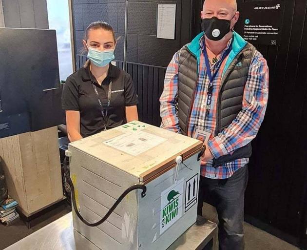 Air New Zealand and DoC were able to relocate the penguin in a Kiwi release box. Photo: Supplied,...