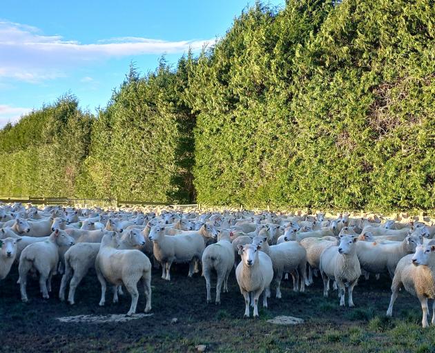Sheep at the France family’s Hazeldale stud.

