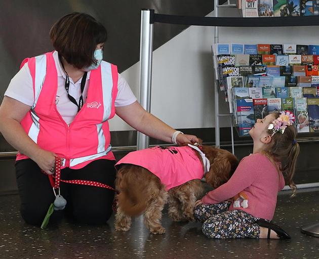 Iris Robertson-Gale, 3, of Christchurch, with St John therapy pet handler Amy Collins and her dog...