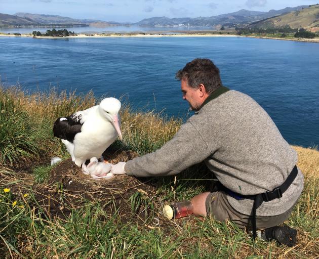 Doc ranger Lyndon Perriman returning the chick this morning after it was given antibiotics and extra food. Photo supplied Doc ranger Lyndon Perriman returning the chick this morning after it was given antibiotics and extra food. Photo supplied