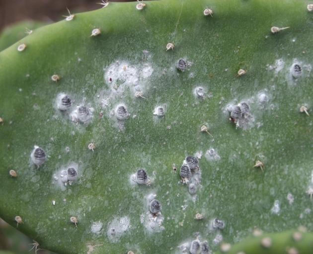 These grey insects (dactylopius coccus) are the source of cochineal. 
