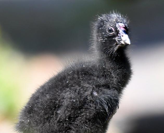 Pukeko chicks are proving popular with people unloading their rubbish at the Green Island landfill.