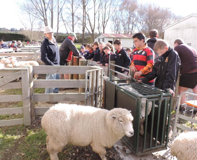 Intermediate pupils watch sheep in the drafting race at Waitaki Boys' High School's Fraser Farm....
