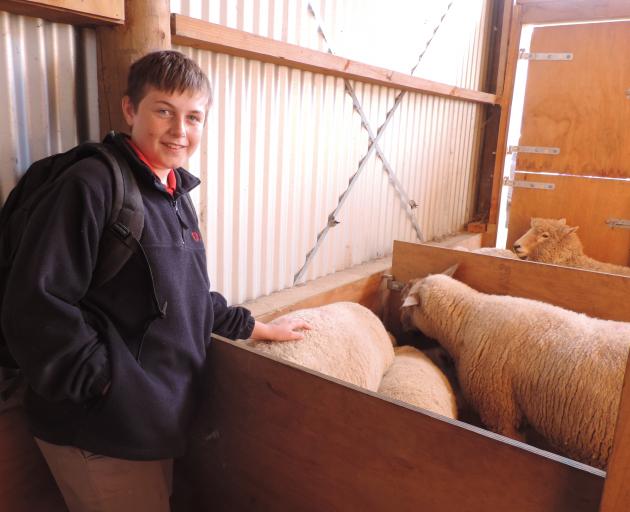 Caleb Baird (12) checks out the fleece on a sheep at Fraser Farm. 