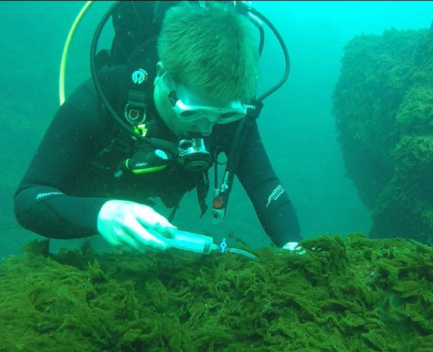 PhD student Ro Allen takes samples of phytoplankton growing in the acidic environment around a...