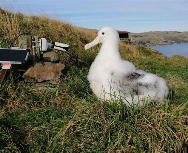 Can you name this year's Royal Cam albatross chick? Photo: DOC