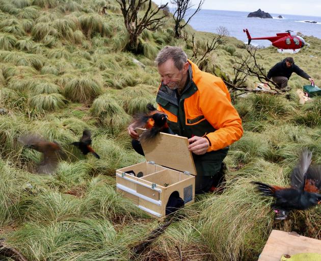 Department of Conservation biodiversity principal ranger Lindsay Wilson, of Te Anau, releases saddlebacks on Five Fingers Peninsula, in Fiordland. Photo: Laura Harry
