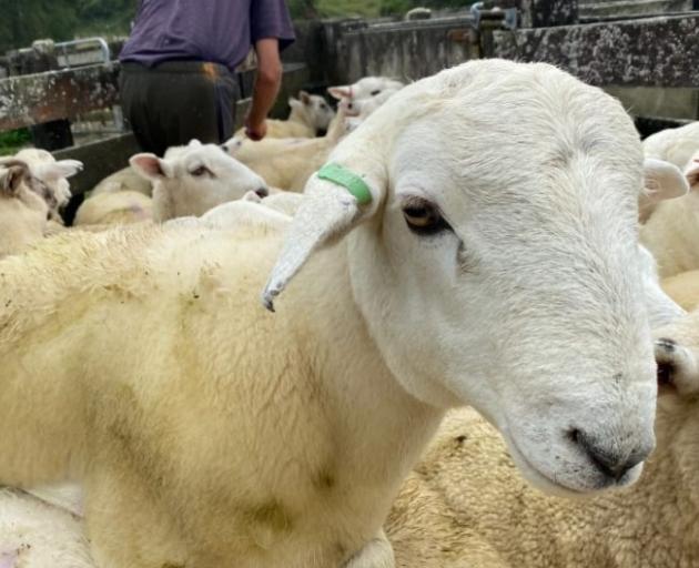 An Australian White crossed with a Wiltshire with part of its coat shedding. Photo: RNZ/Leah Tebbutt