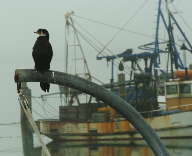 Otago shags believe southern birds are being overlooked once again.