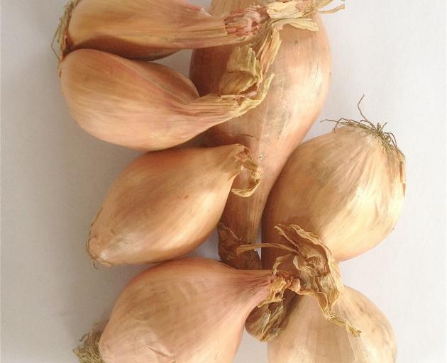 Shallots and garlic were traditionally planted on the shortest day but earlier works better.