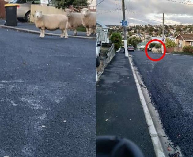 A reader photographed the sheep on MacNee St before calling police, who sent animal control....