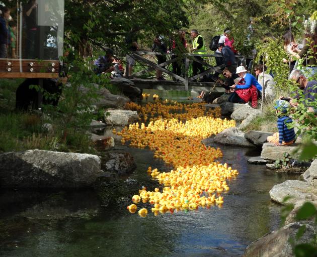 Wanaka's Bullock Creek was a sea of yellow rubber ducks as 1500 were dumped into the water at the top of Dungarvon St at the start of the Rotary Wanaka annual duck race. Photos: Kerrie Waterworth