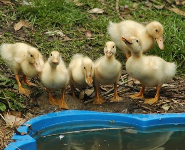 Six ducklings check out the water in a paddling pool. Photo by Colin Emslie.