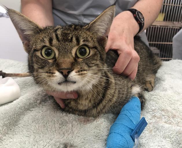 The injured three-year-old tabby was found in the Riccarton area. Photo: SPCA