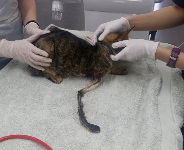 The SPCA said the this was one of the worst injuries the Christchurch team has ever seen. Photo:...