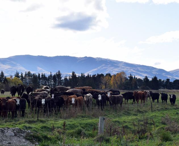 The coloured calves in the herd are progeny of Cairnhill heifers artificially inseminated with...