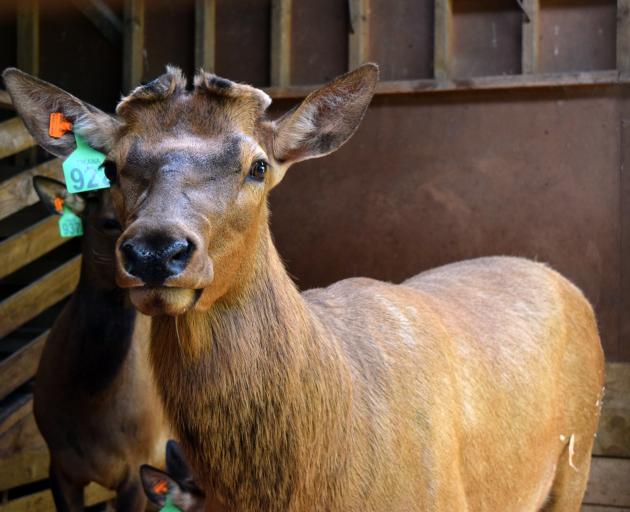 Tikana Wapiti bull Hawk sold for top equal price of $15,000 in Central Southland last week. PHOTO...