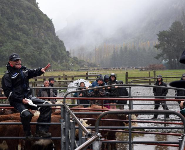 PGG Wrightson Otago livestock manager John Duffy auctions a pen of Hereford steer calves at Mt...