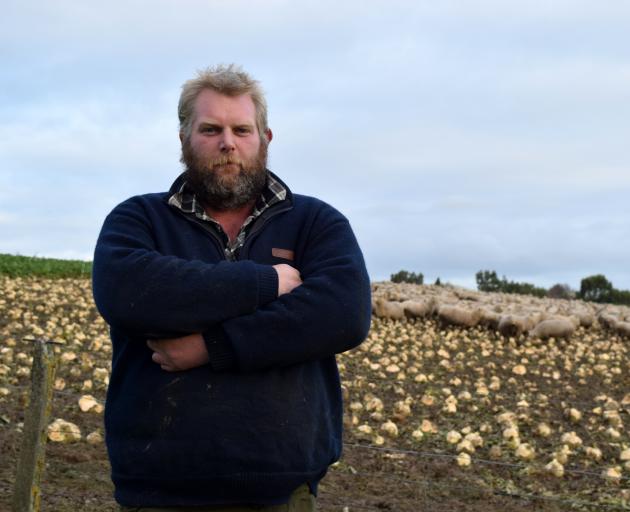 Sheep and beef farmer Ben Dooley winters his sheep on swedes in Mimihau.