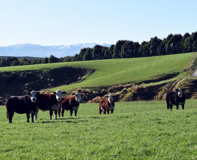 Steers watch a crowd at a Beef + Lamb field day on Awatere Station in Waikaia.