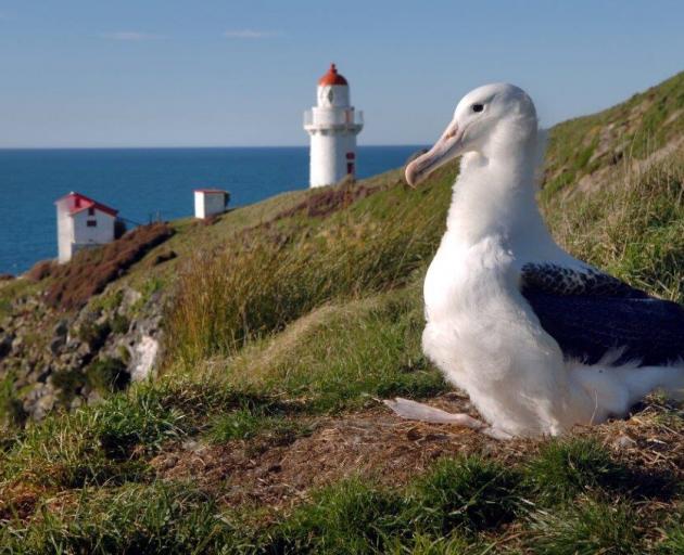 Albatrosses on Otago Peninsula are seriously threatened by plastic. Photo: supplied 