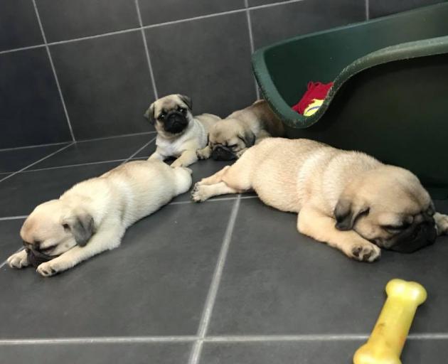 These four pugs were on sale at pet shop Animal Attraction in Dunedin last week. PHOTO: SUPPLIED

