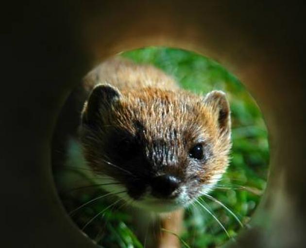 The stoat has also taken a toll on many threatened bird species. Photo: NZME