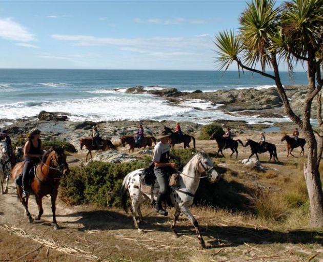 Horses on the Boundary Riders trail play in the surf at Watsons Beach, on the coast from Milton...