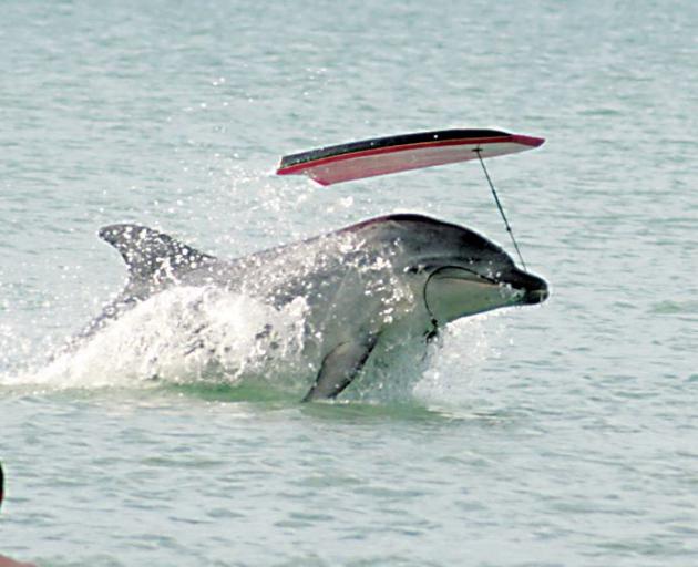 Moko the friendly bottlenose dolphin is shown in this Decemeber 2008 file photo. Credit:NZPA ...