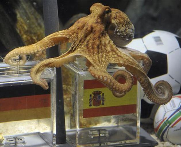 Octopus Paul choses the Spanish box during his oracle for the semifinal match at the World Cup in...