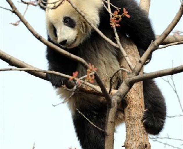 Giant pandas are the most popular attraction at the Beijing zoo.  Photos by Stephen Jaquiery.