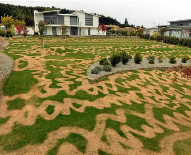 The owner of Wanaka's green and brown-patterned lawn, Paul Currie, of Christchurch, says he likes...