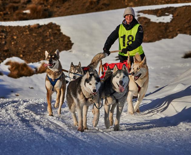 Kim Findlay, from Invercargill, races her six-dog team at the Wanaka Sled Dog Festival at the...