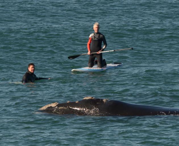 Surfer Sam Todd and paddleboarder Craig Latta  with a whale off the point at St Clair's Second...
