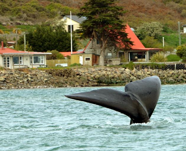 A Southern Right Whale off Te Rauone Beach last week, where residents have had to shore-up the shoreline. Photo by Stephen Jaquiery.