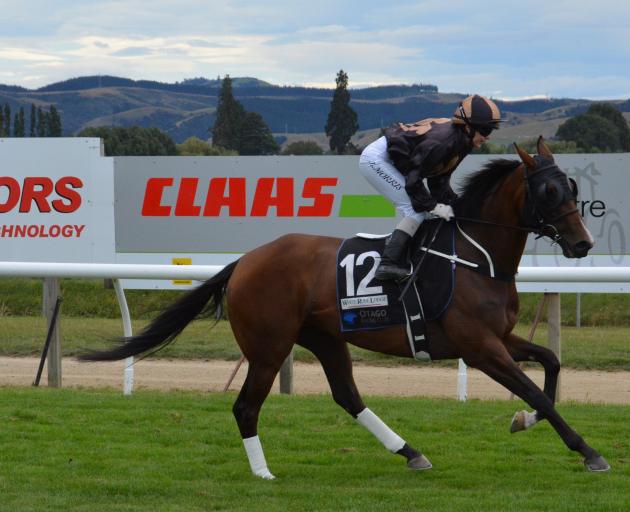 Little Haast should move out of the maiden grade pretty quickly. She starts her new campaign at Oamaru today. Photo by Matt Smith.