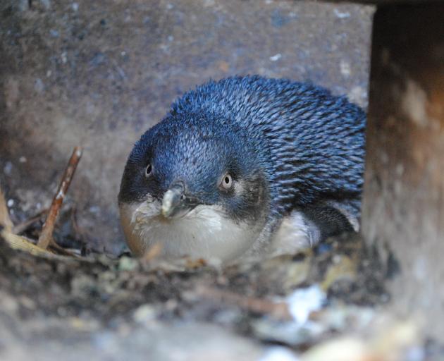 Massey University researchers are blood-testing Oamaru birds. PHOTO: SUPPLIED