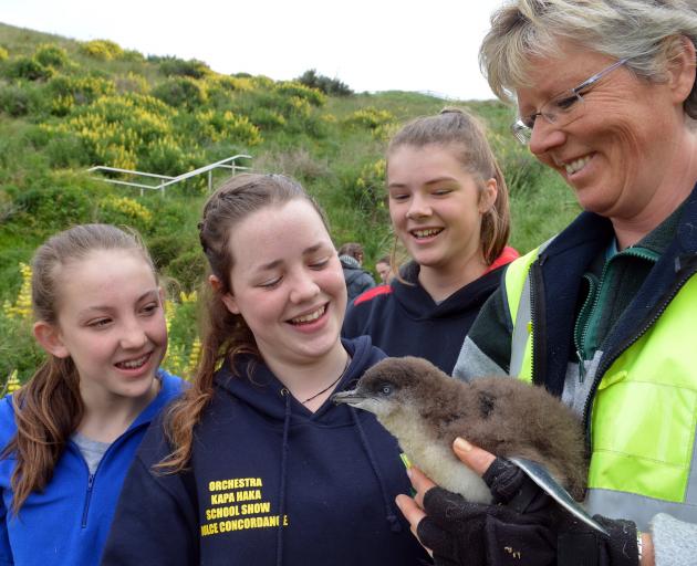 Dunedin high school pupils (from left) Abby McMullan (14), from Queen's High School, Maia Campbell (15), from Bayfield High School, Sophie Palmer (14), from Queen's High School, and Dr Hiltrun Ratz tag a little blue penguin at Pilots Beach on Tuesday. Pho
