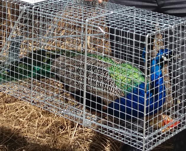 This long-sought peacock now has a new home, somewhere in the Waitaki district. Photo from the Waitaki District Council.