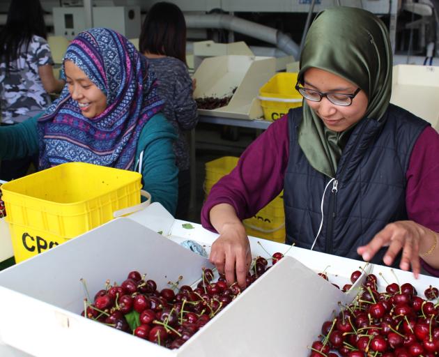 Izzati Jamil and Farhah Hamid, both of Malaysia, sort cherries at the Clutha Packing Centre, near Roxburgh. Photo by Jono Edwards.