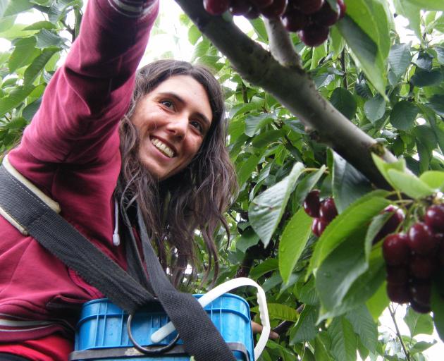 Maria Arvili, of Argentina, picks cherries at Dunstan Hills, in Earnscleugh, yesterday. Central Otago orchardists say the provision of more staff accommodation and tent sites by orchardists is helping prevent a repeat of last summer's accommodation shorta