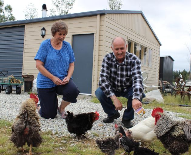 Lorraine and Steve Hawkins feed chickens on their property near Alexandra. Photo by Jono Edwards.