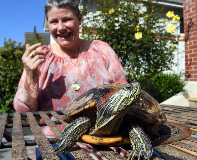 Paula Ramage with Shelly the red-eared slider turtle in Dunedin yesterday. Photo: Stephen Jaquiery.