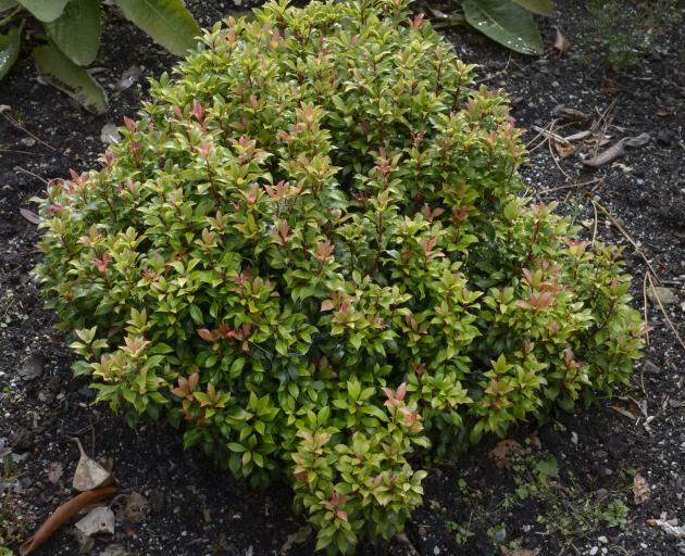 Pieris ‘Bisbee Dwarf’, is a dwarf form of P. japonica. Photo: Gerard O'Brien