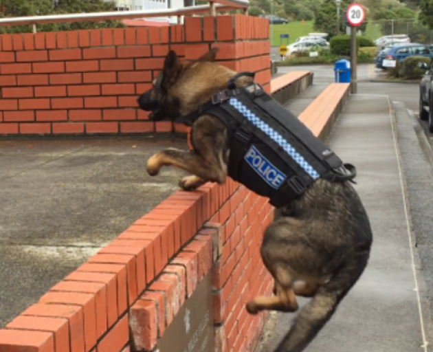 Police dog Dakota in action while wearing a stab-resistant harnesses. Photo: NZ Police