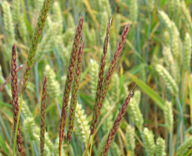 Blackgrass has been found in Mid Canterbury. Photo supplied.