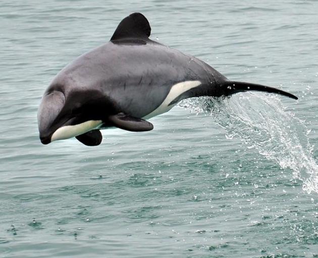 A Hector's dolphin seen off the Otago coast. Photo Stephen Jaquiery