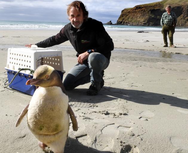 Elm Wildlife Tours co-owner Shaun Templeton releases Buster the yellow-eyed penguin on Little...