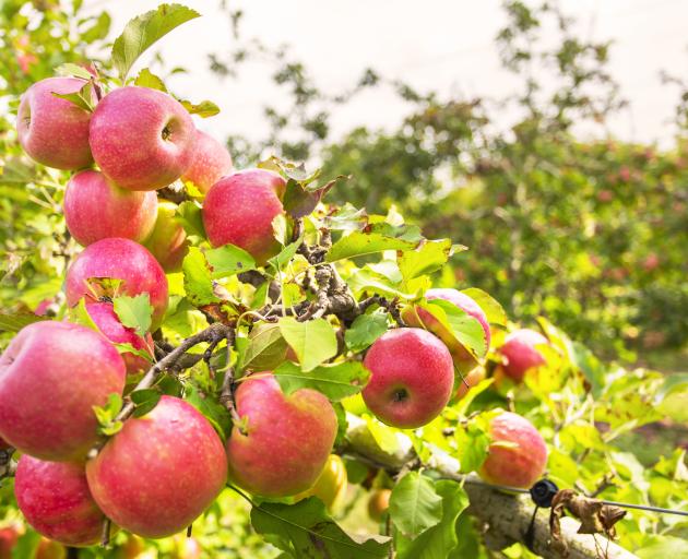 Jobless Australians are encouraged to engage in fruit picking. Photo: Getty