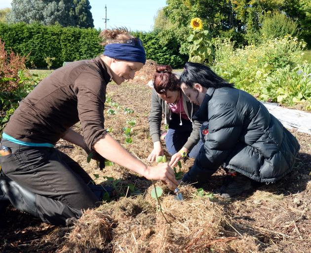 Programme manager Annika Korsten (left) plants cabbages at Kowhai Grove with Liv Bambery (18), of Waikouaiti, and Holly Kenny (16), of Dunedin. Photo by Linda Robertson.